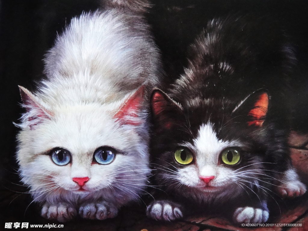小猫