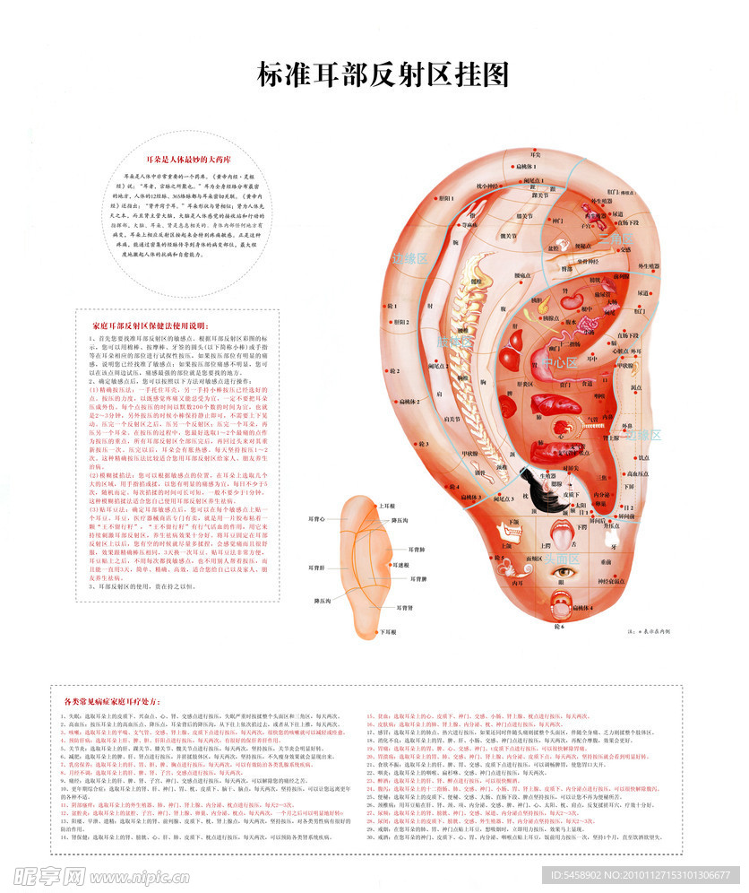标准耳部反射区挂图