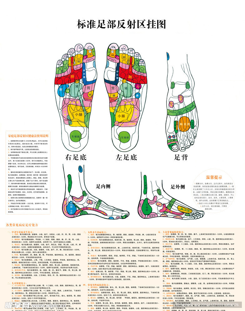 标准足部反射区挂图