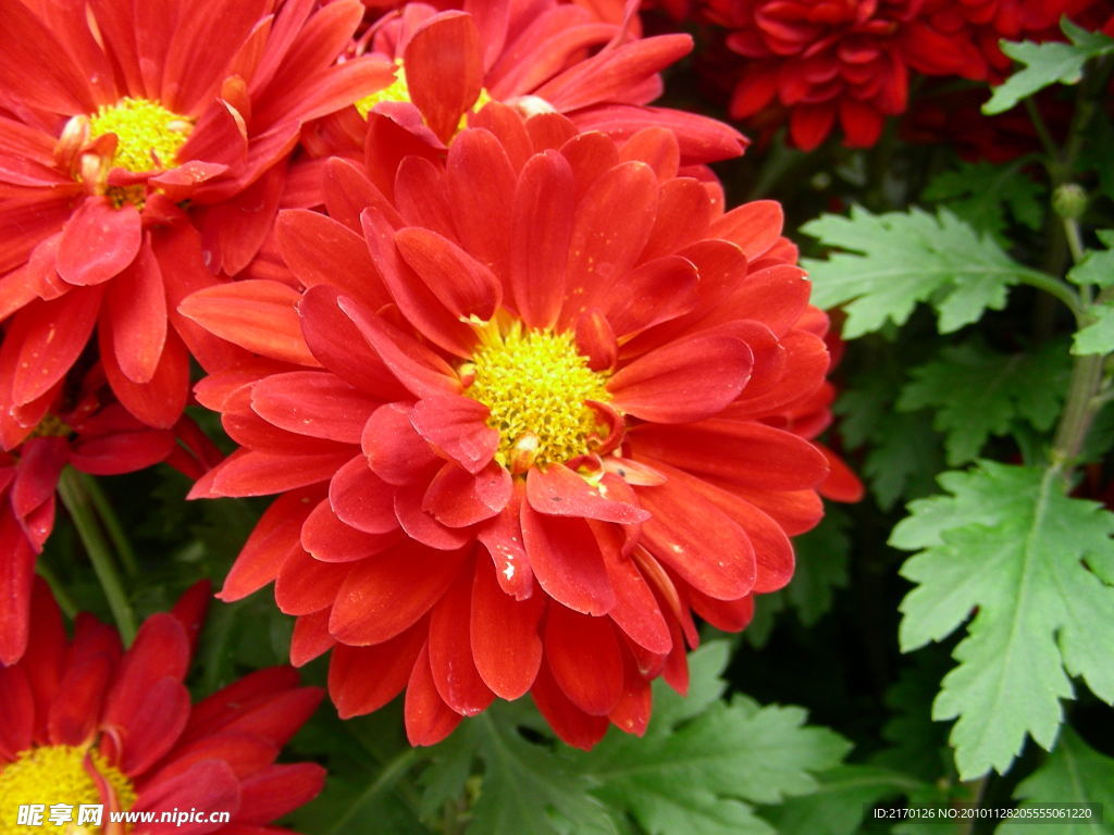 菊花