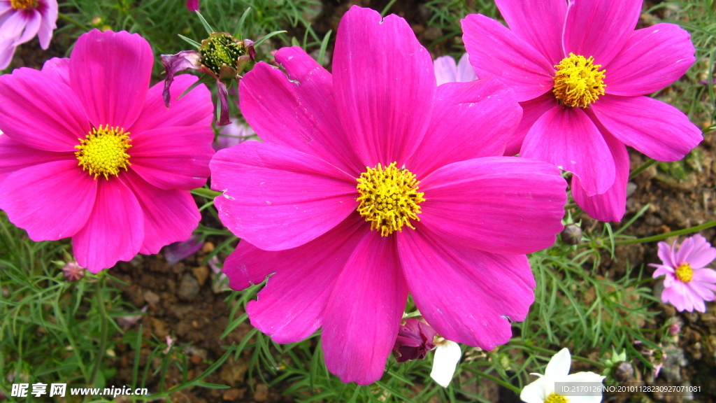 波斯菊