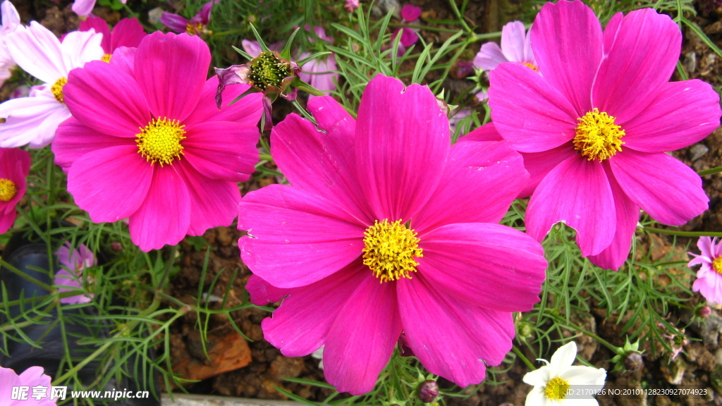 波斯菊