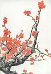 红梅