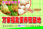 禽蛋养殖基地