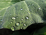 菜叶与水珠
