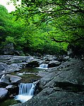 绿树流水