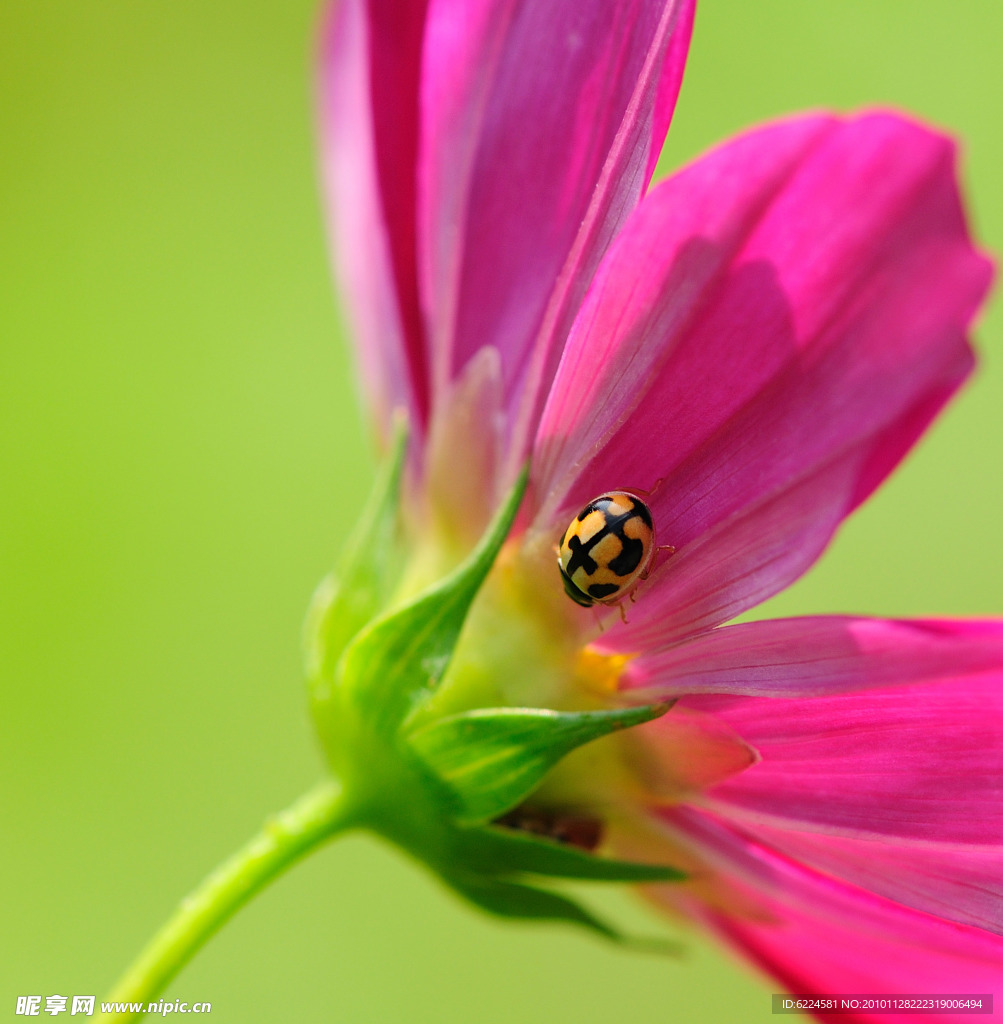 红花上的瓢虫