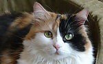 猫咪