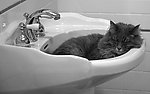 猫咪