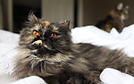 小花猫