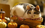 猫咪