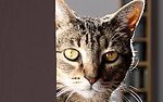 猫咪