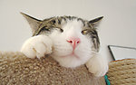 猫咪