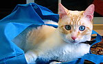 猫咪