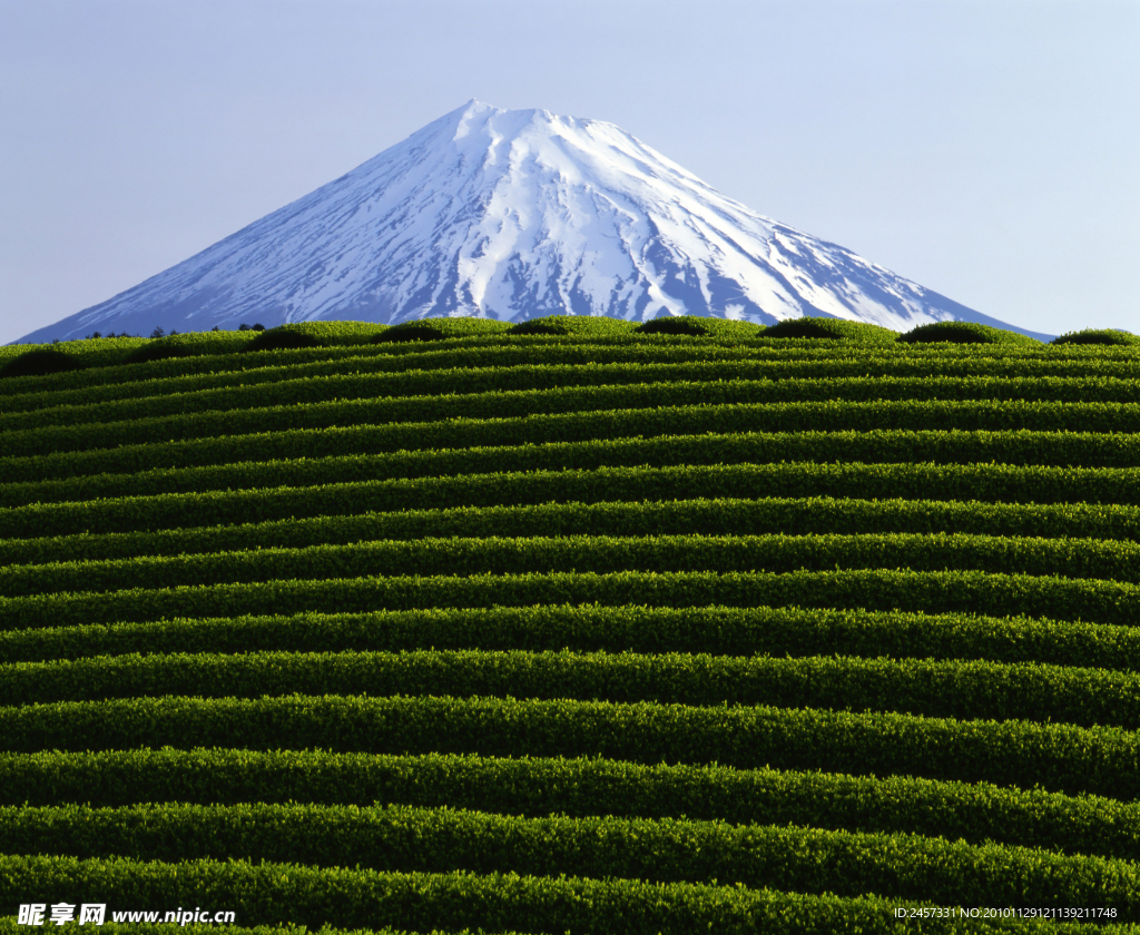 茶山风景