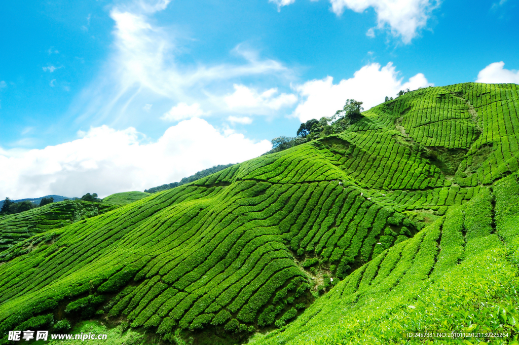 茶山风景