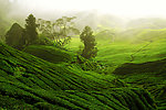 茶山风景