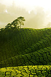茶山风景