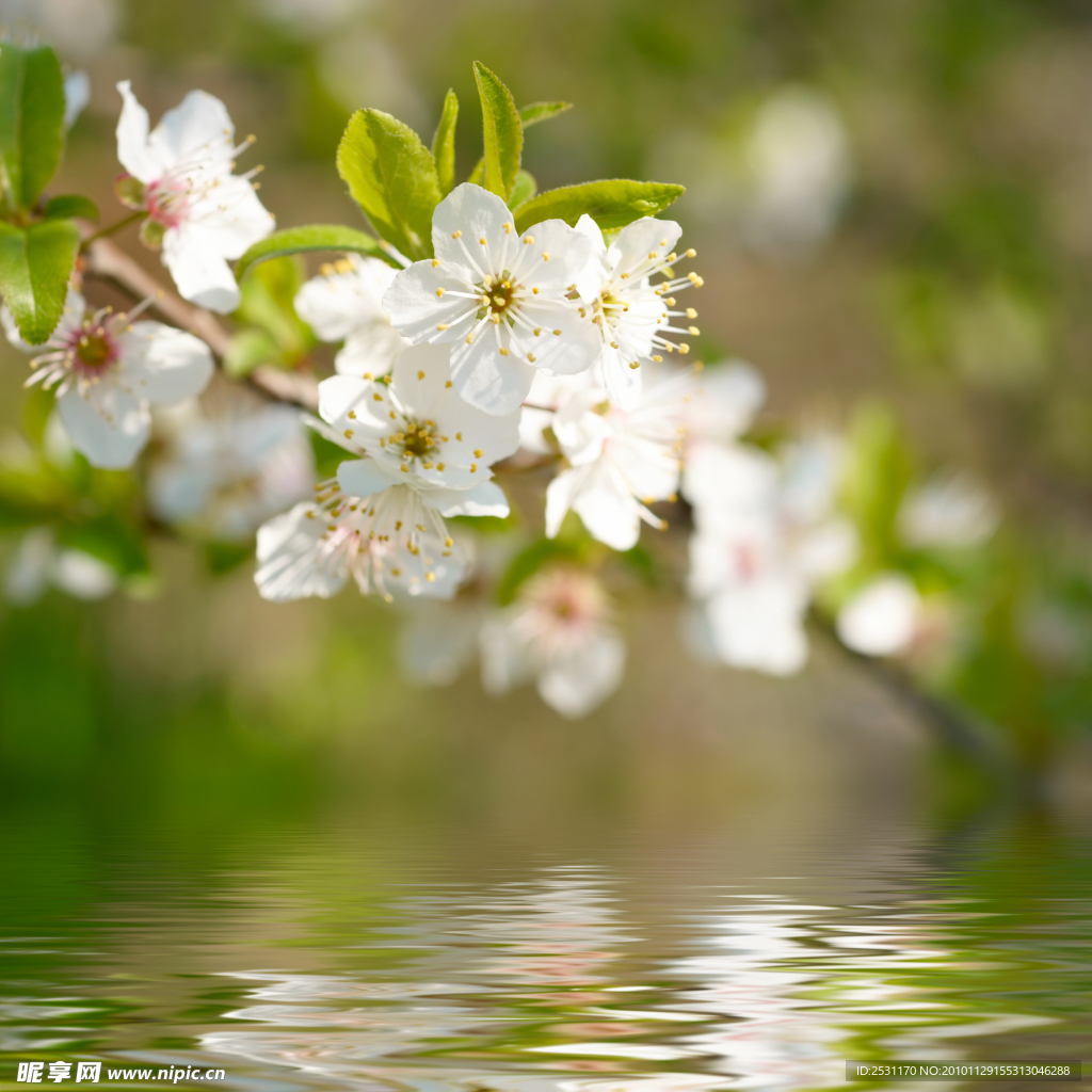 水面上的桃花