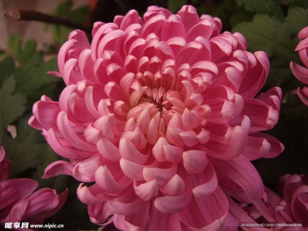 菊花
