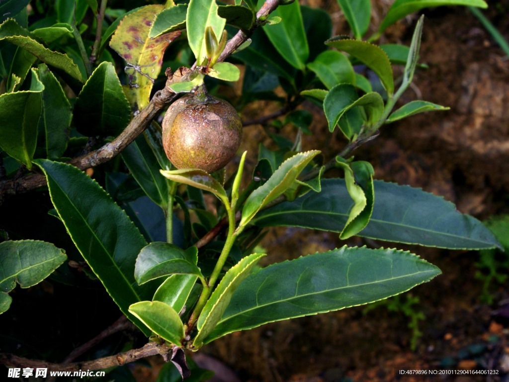 仙湖茶