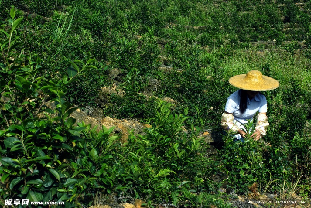 茶季