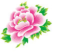 牡丹花