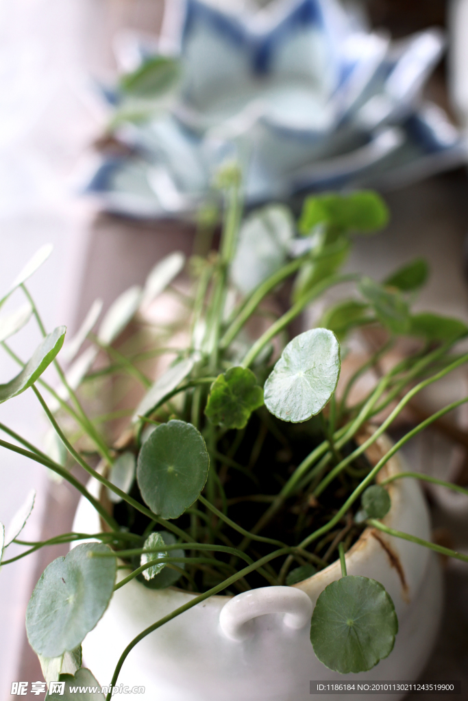 绿色植物与白瓷小罐