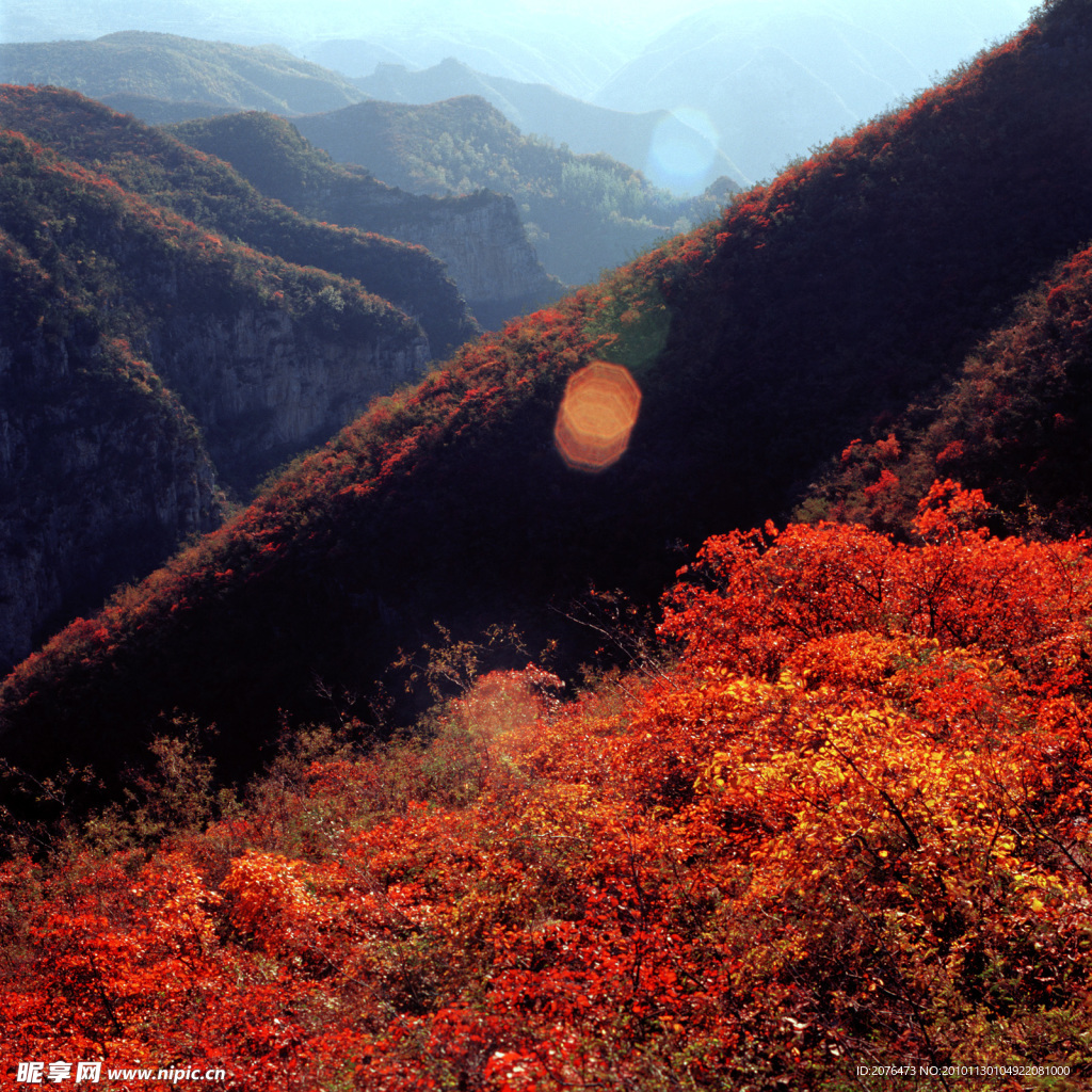 青天河红叶