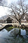 日本忍野八海树与水