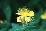 花蕊