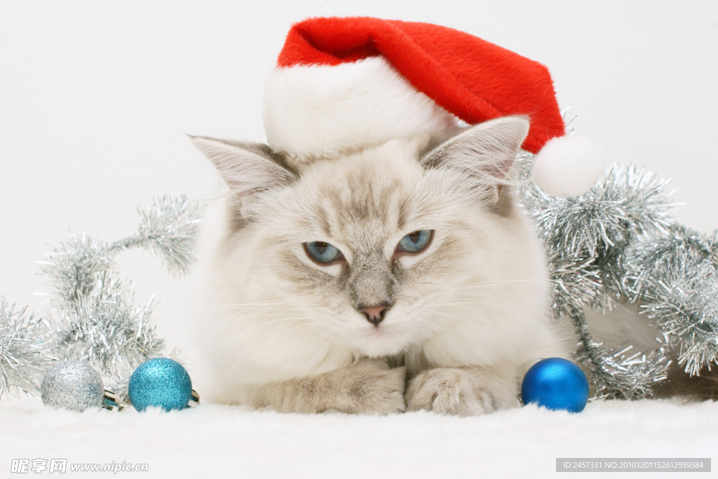 带圣诞帽的肥猫