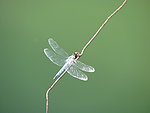 蜻蜓