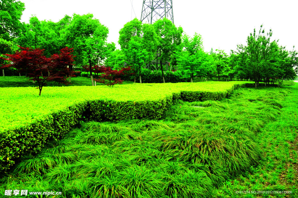2009道路绿化金奖 钱江路景观照片