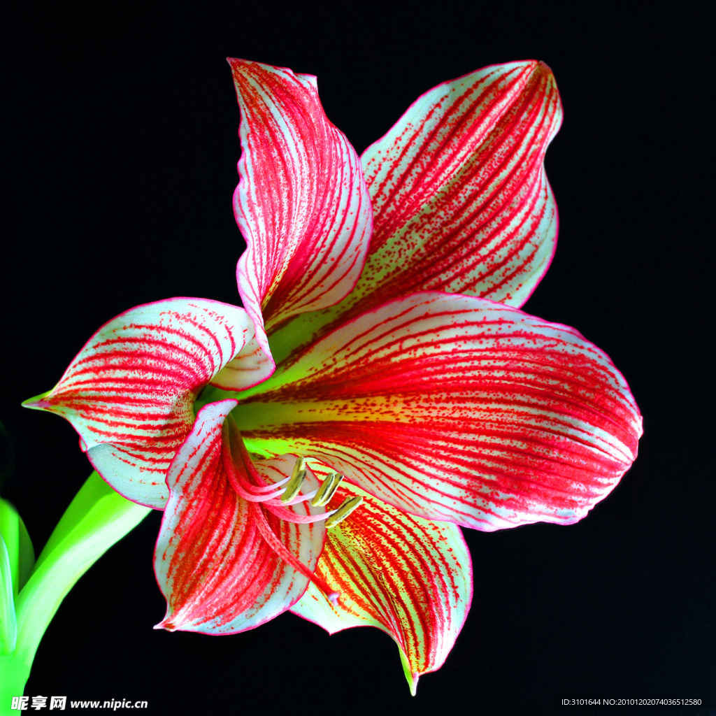 百合花