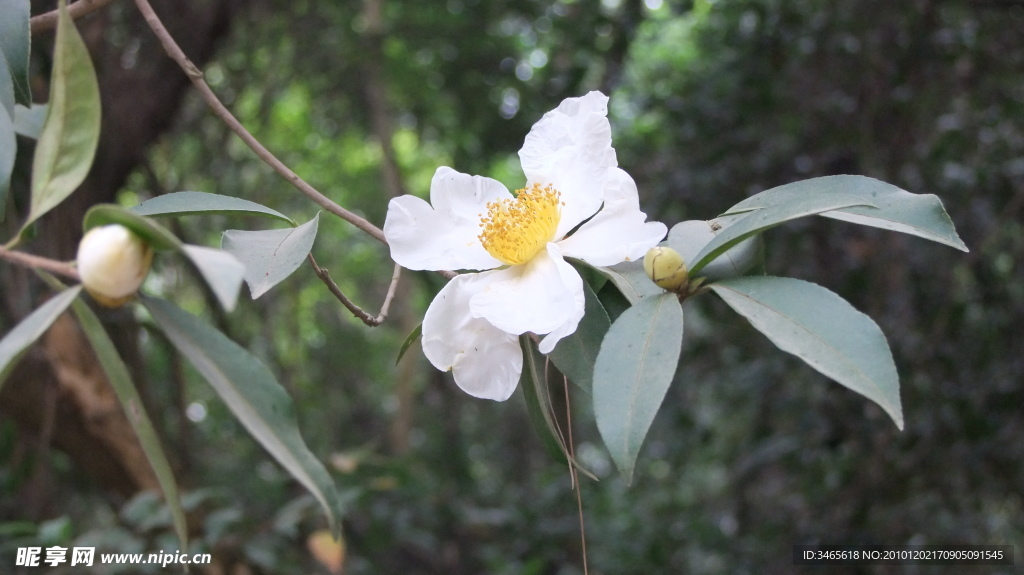 山茶花