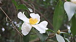 山茶花