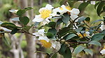 山茶花