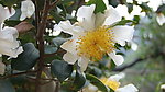 山茶花