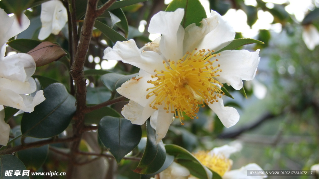山茶花