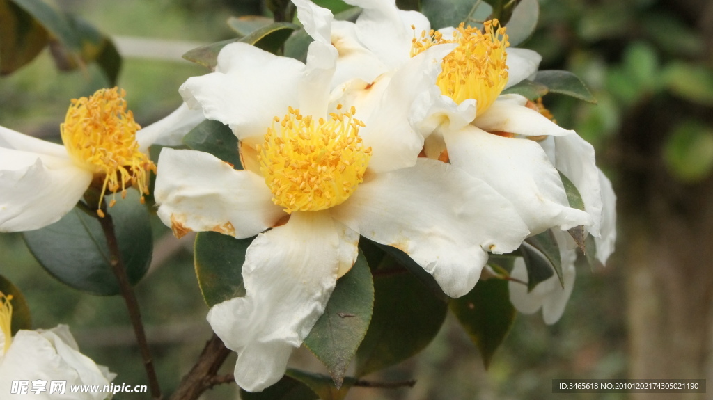 山茶花