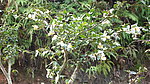 山茶花