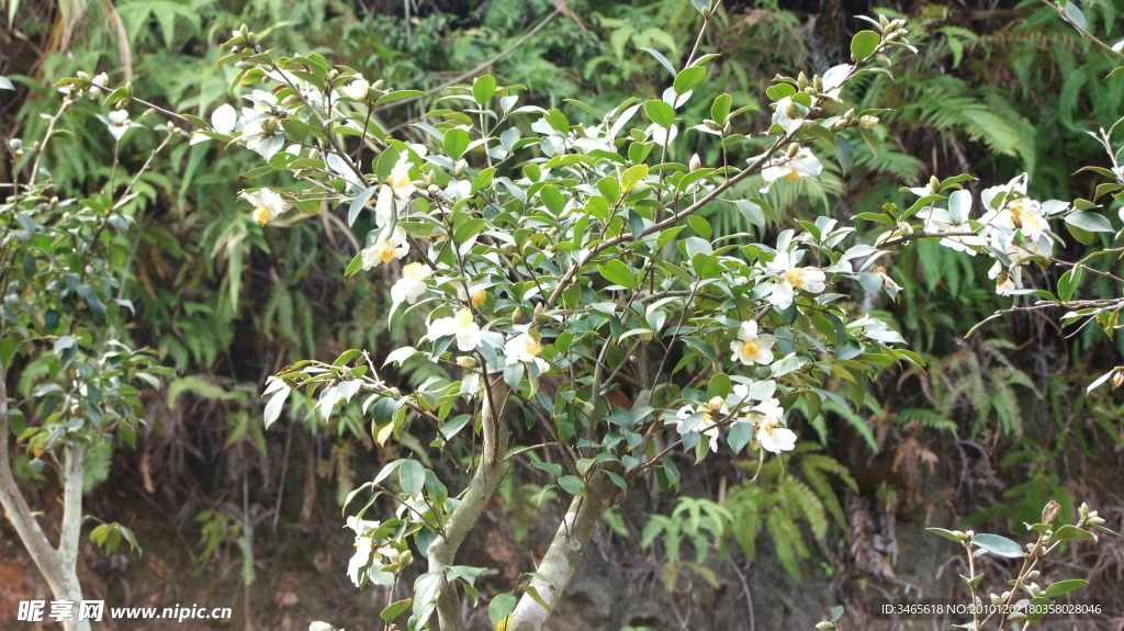 山茶花