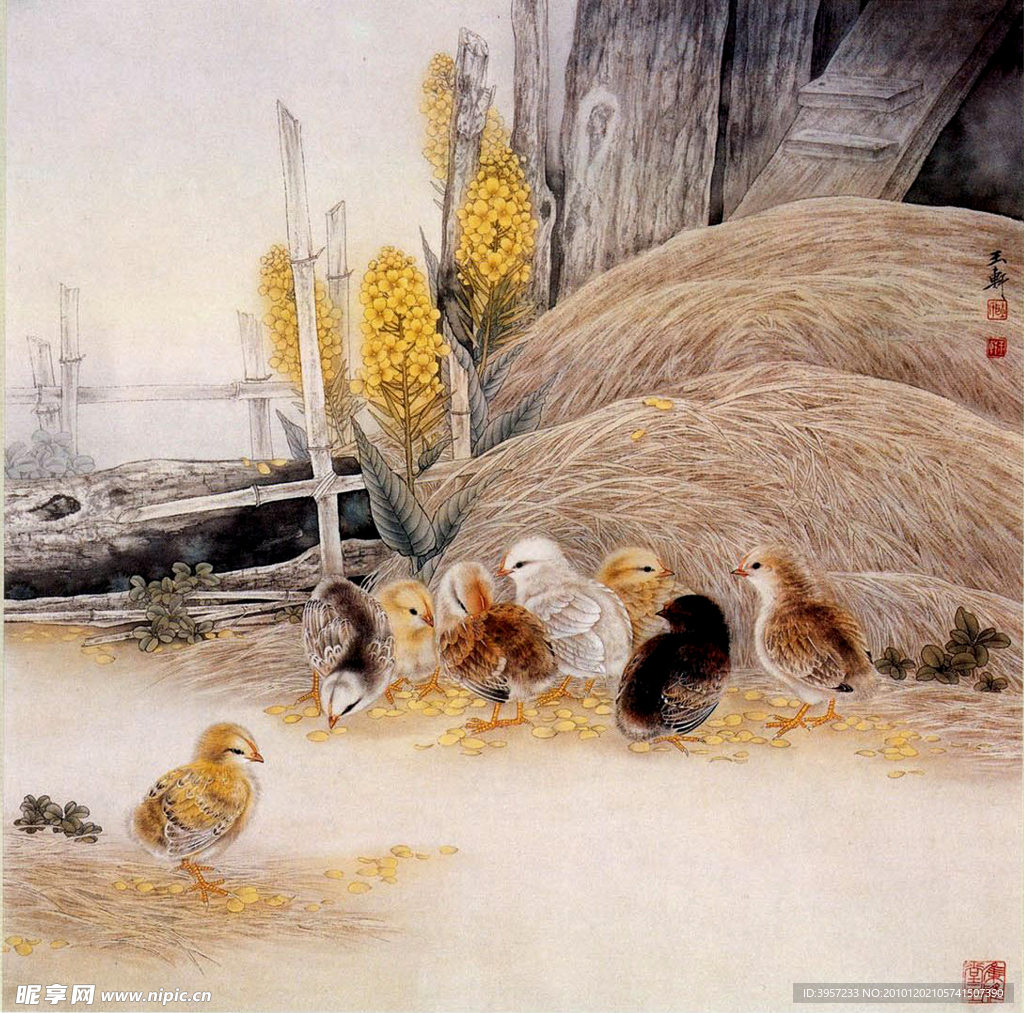 小鸡