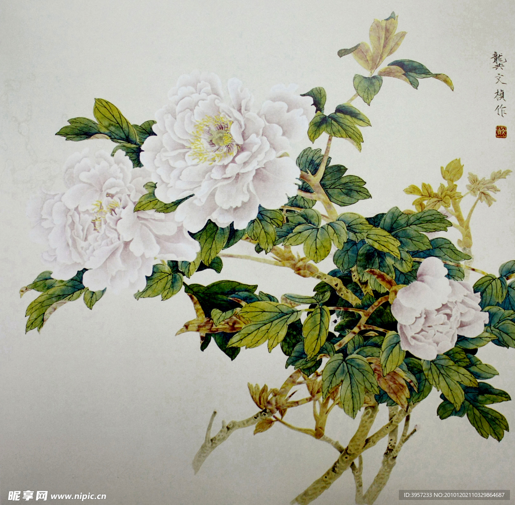 白牡丹