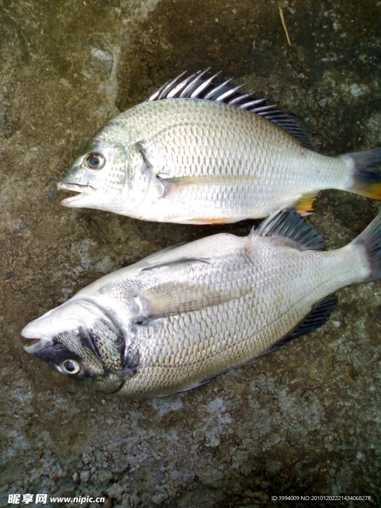 鱼获
