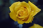 月季花