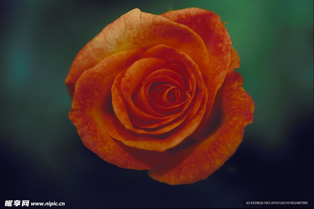 月季花