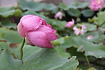 雨后荷花