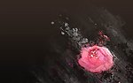玫瑰素色背景图